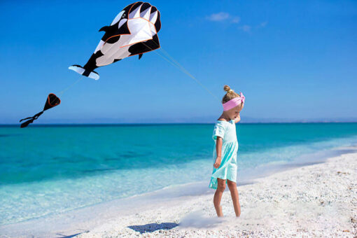 3D software killer whale Kite Single Line For Adult and Kids for Outdoor Sports