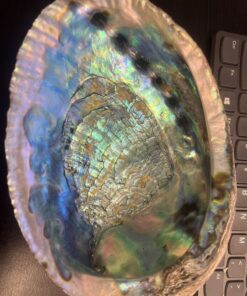 Abalone shell seashell incense burner, smudge bowl Jumbo size 7-8 Inches from LA