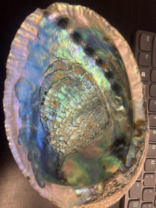 Abalone shell seashell incense burner, smudge bowl Jumbo size 7-8 Inches from LA