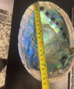 Abalone shell seashell incense burner, smudge bowl Jumbo size 7-8 Inches from LA