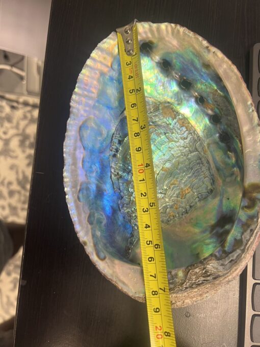 Abalone shell seashell incense burner, smudge bowl Jumbo size 7-8 Inches from LA